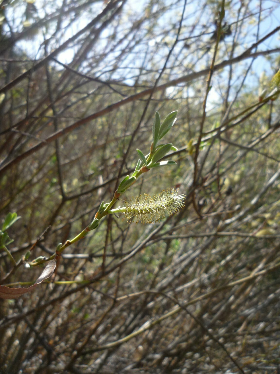 High Resolution Salix sp. Leaf